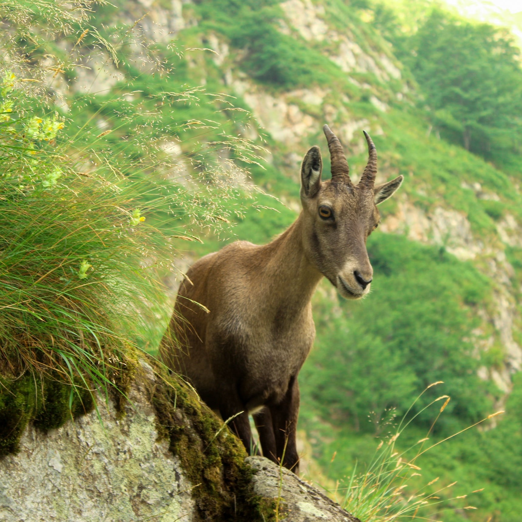 Scopri di più sull'articolo Lo stambecco curioso