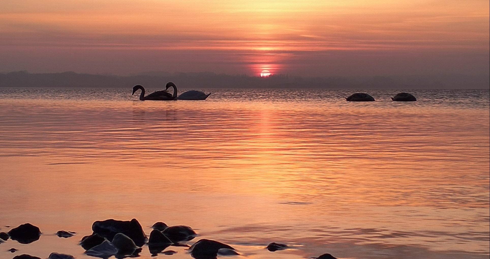 Due cigni al tramonto