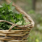 8 Erbe Spontanee da raccogliere in Valle