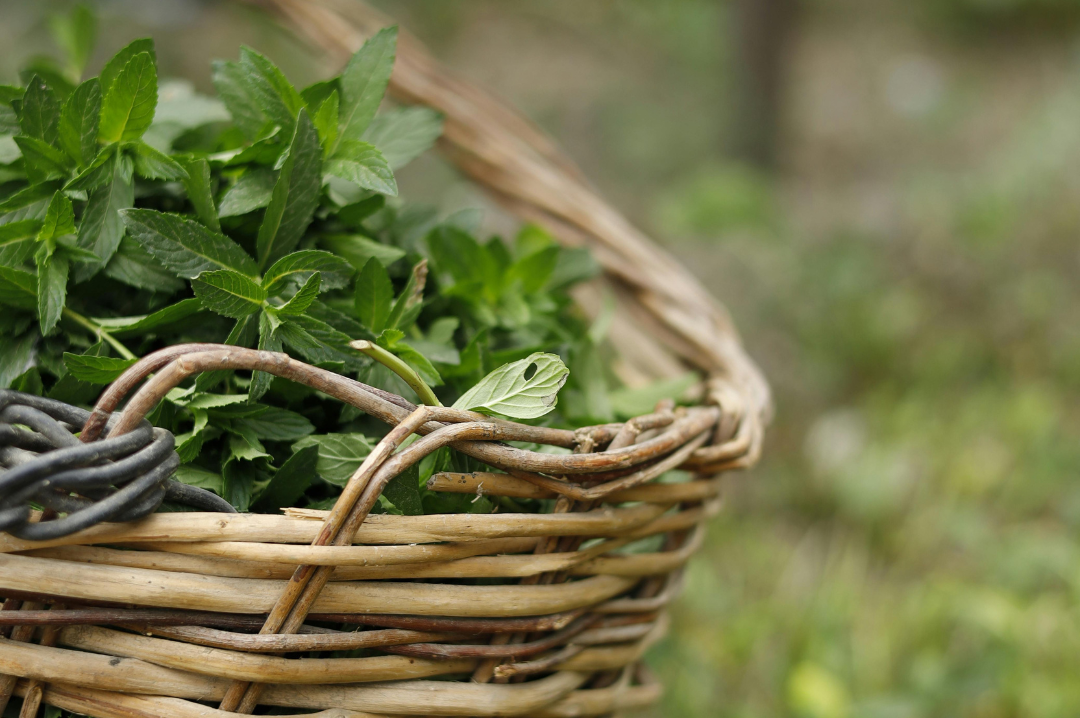 8 Erbe Spontanee da raccogliere in Valle