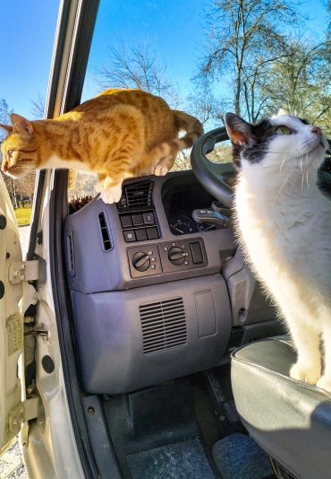 Gatti in camper Blog