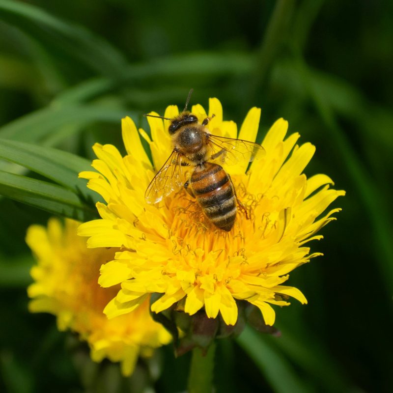 Sciroppo di Tarassaco – Il miele dei prati